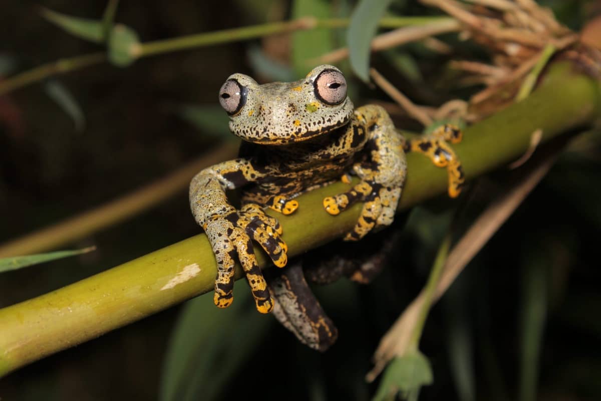 Żaba Hyloscirtus tolkieni /Fot. ZooKeys
