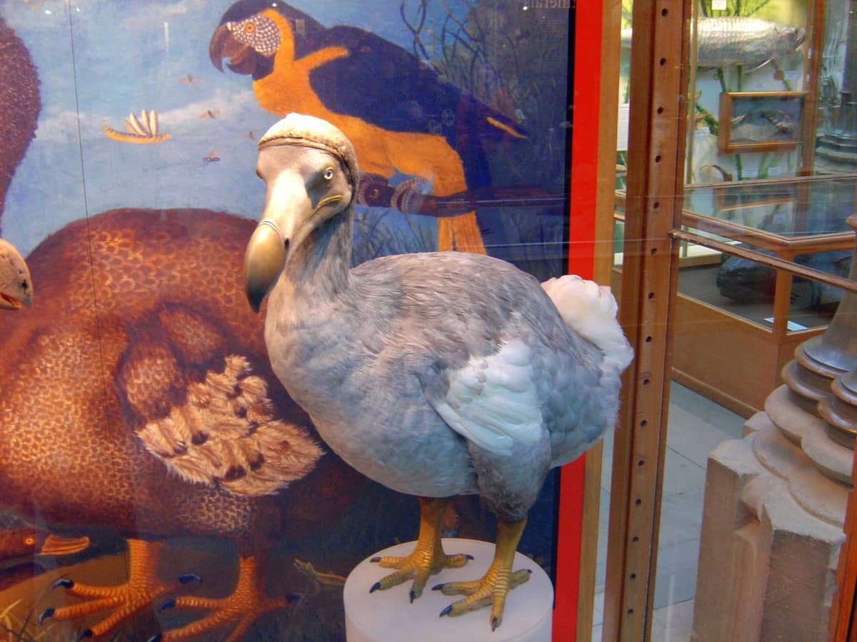 Tak mógł wyglądać dodo /Fot. Pixabay
