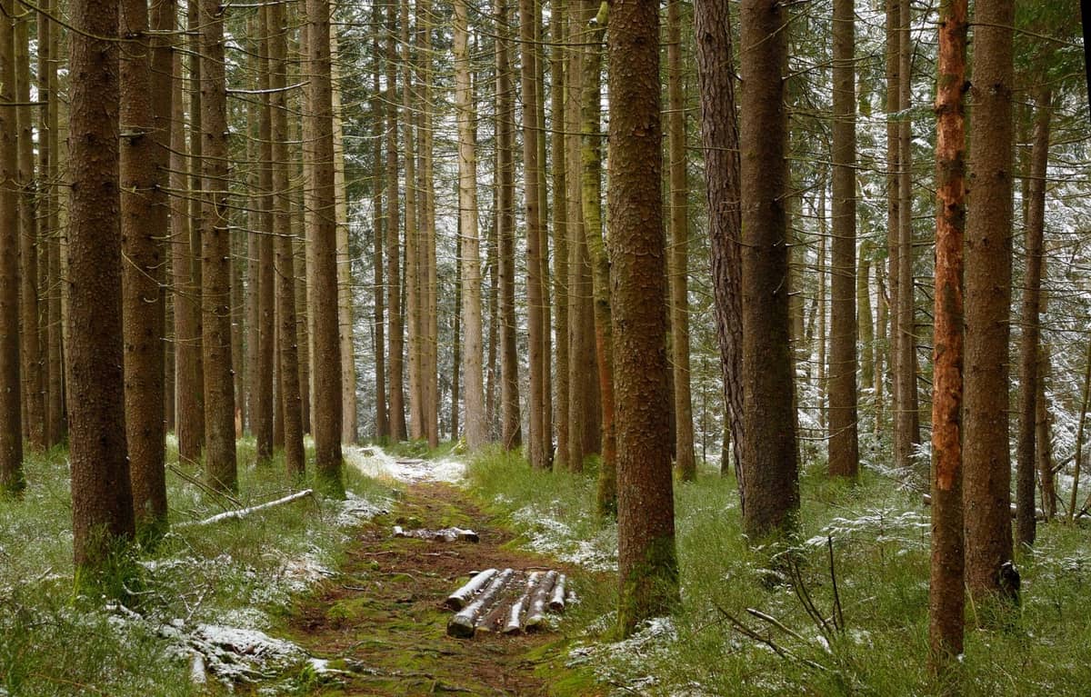 Korniki to zagrożenie dla lasów na całym świecie /Fot. Pixabay
