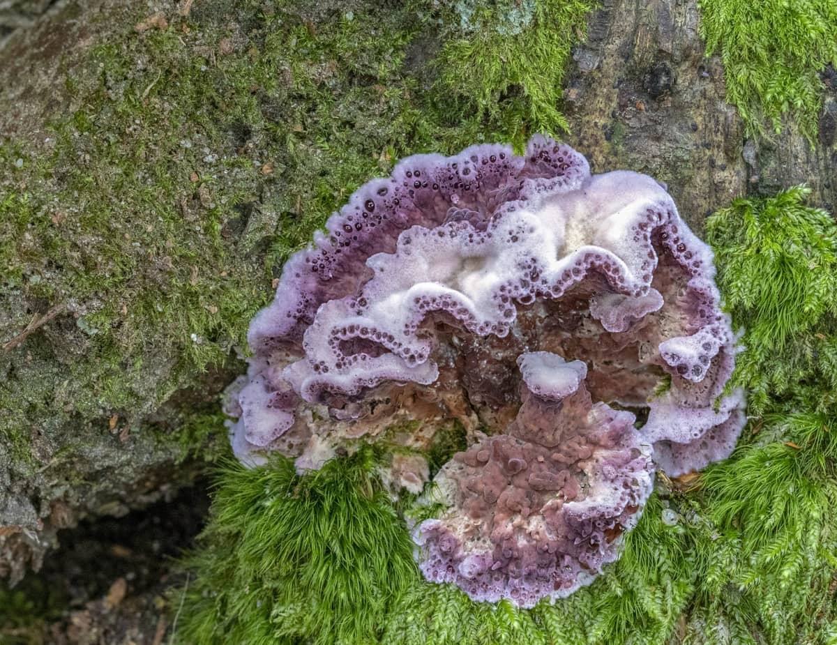 Grzyb chrząstkoskórnik purpurowy /Fot. Pixabay
