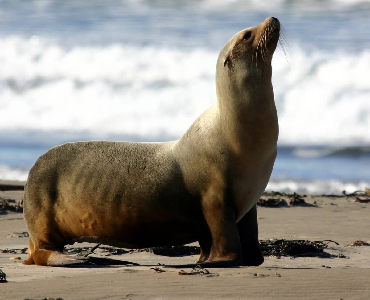 DDT powoduje raka i się nie rozkłada. Do oceanu trafiło go 1700 ton