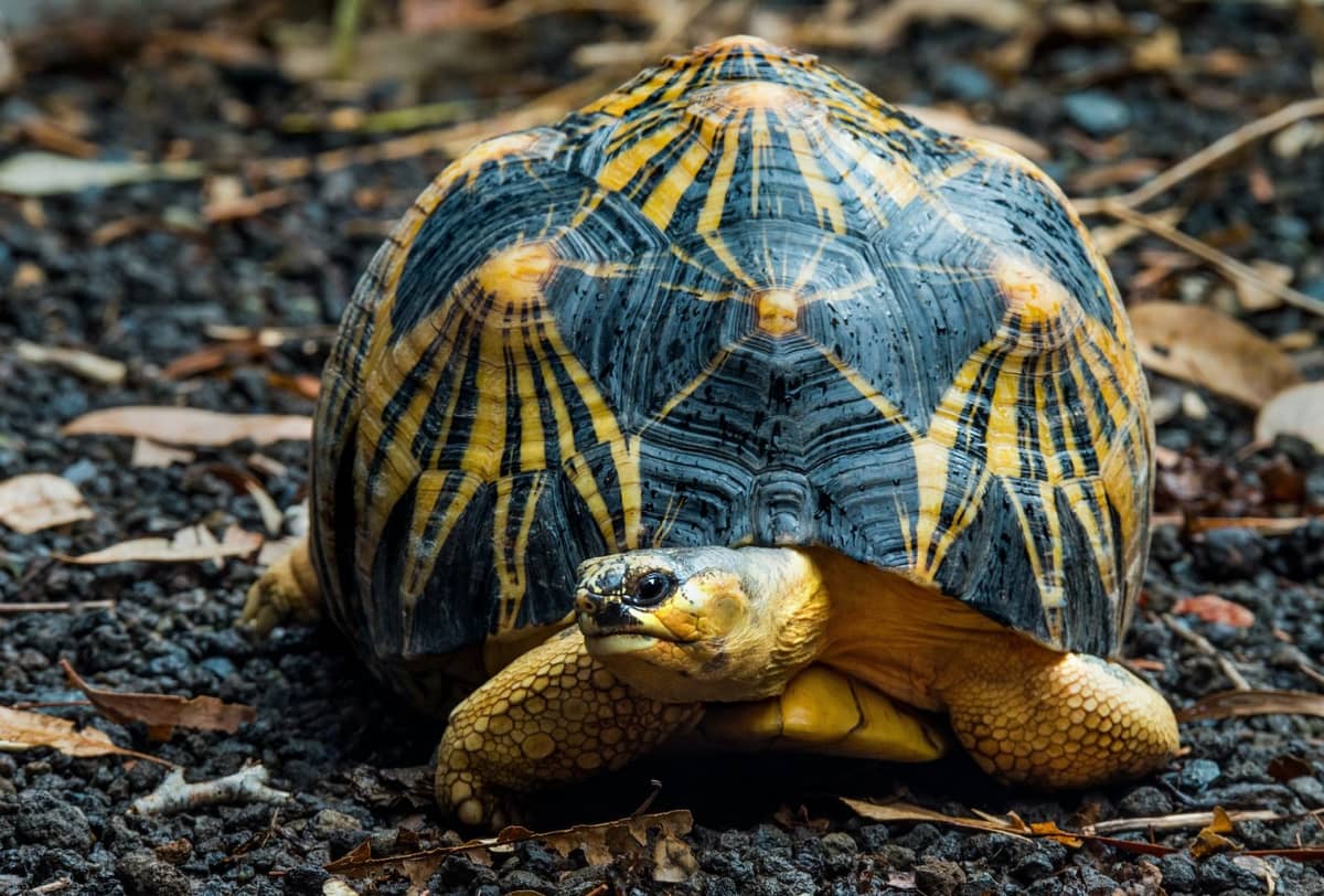 Żółw promienisty /Fot. David Clode, Unsplash
