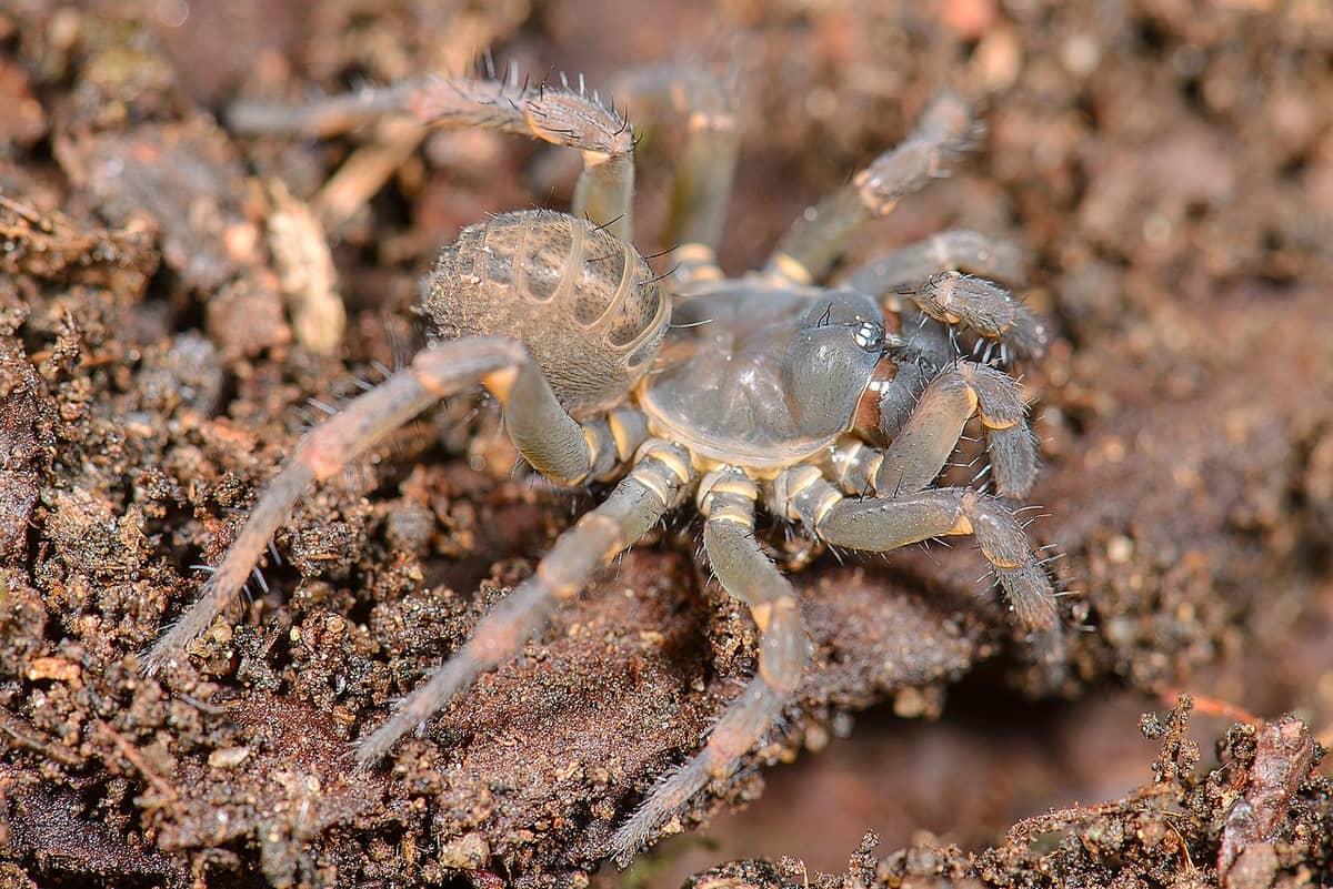Typowy przedstawiciel podrzędu Mesothelae &#8211; Heptathela higoensis /Fot. Wikimedia Commons

