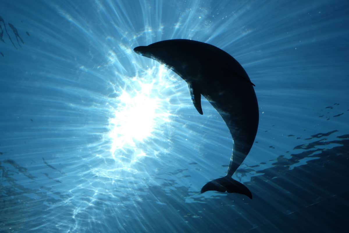 Delfin &#8211; zdjęcie poglądowe /Fot. Freepik
