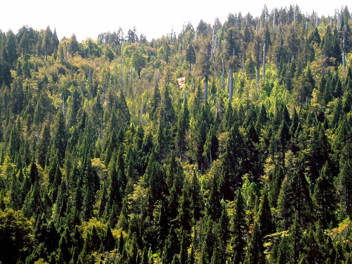 Las ficroi w Chile /Fot. Wikimedia Commons
