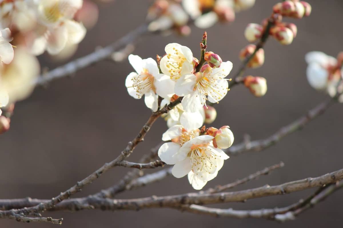 Rośliny w Fukushimie się zmieniły, ale jak bardzo? /Fot. Pixabay
