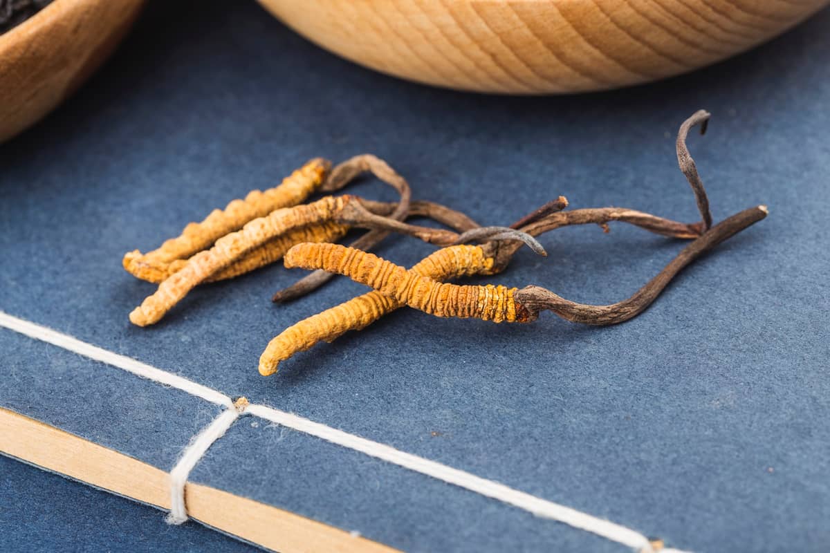 Kordyceps chiński /Fot. dashu83, Freepik
