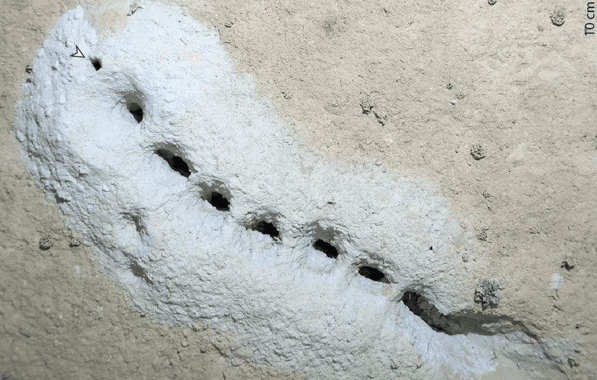 Takie otwory znaleziono w dnie Morza Beringa. Jak powstały? /Fot. Ecology and Evolution
