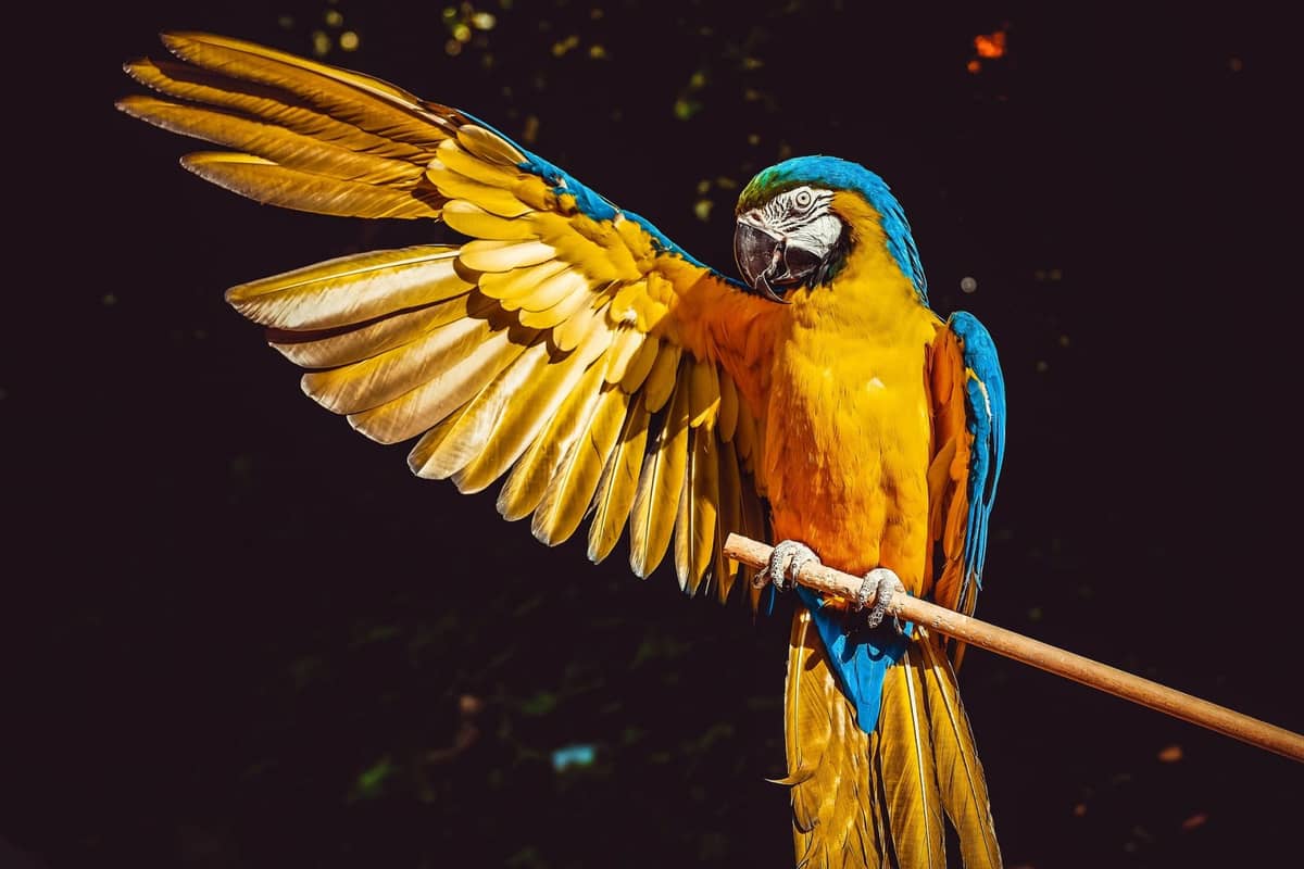 Papuga &#8211; zdjęcie poglądowe /Fot. Pixabay
