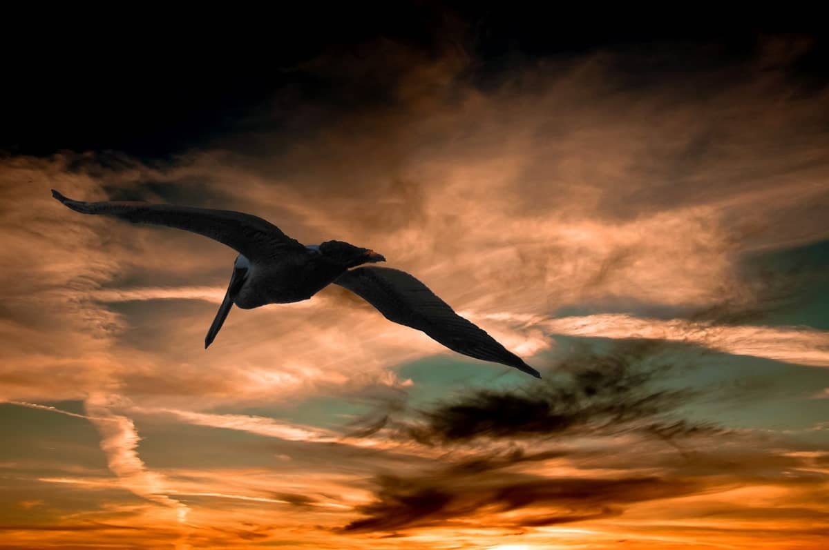 Pelikan &#8211; zdjęcie poglądowe /Fot. Pixabay
