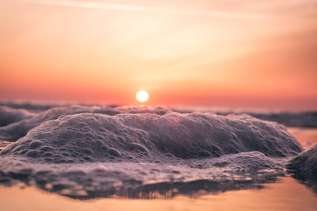 Żarłacz biały wyrzucony na plażę Myrtle Beach /Fot. Pixabay

