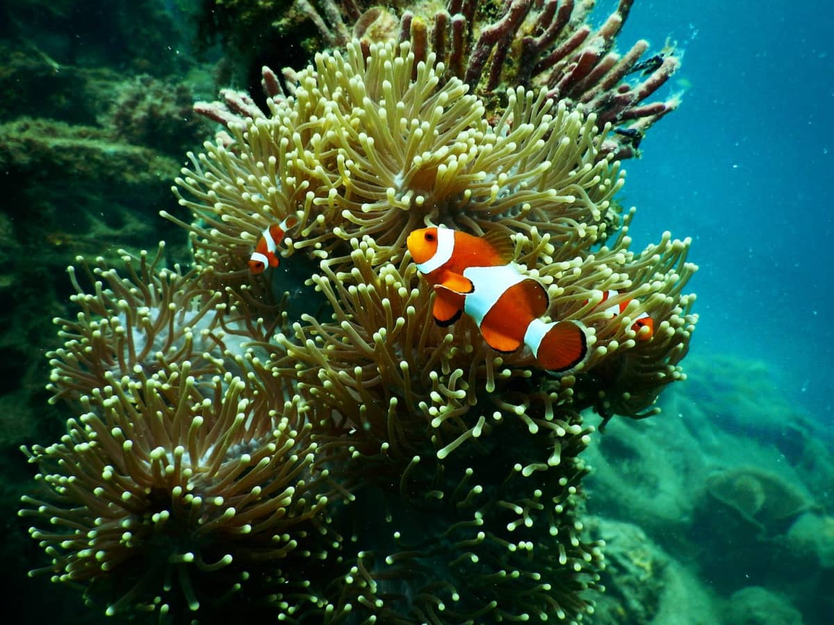Życie oceaniczne &#8211; zdjęcie poglądowe /Fot. Pexels
