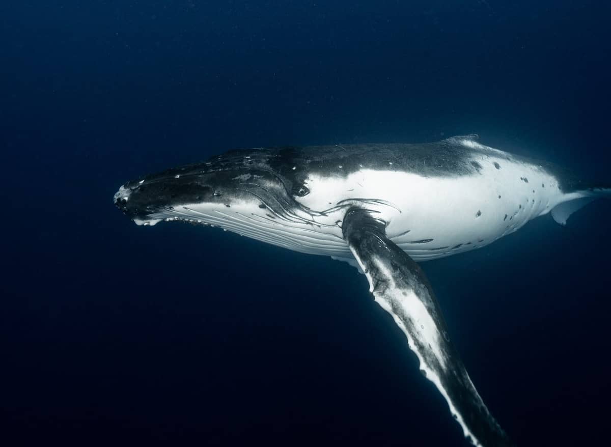 Walenie wciąż skrywają przed nami pewne tajemnice /Fot. Pexels
