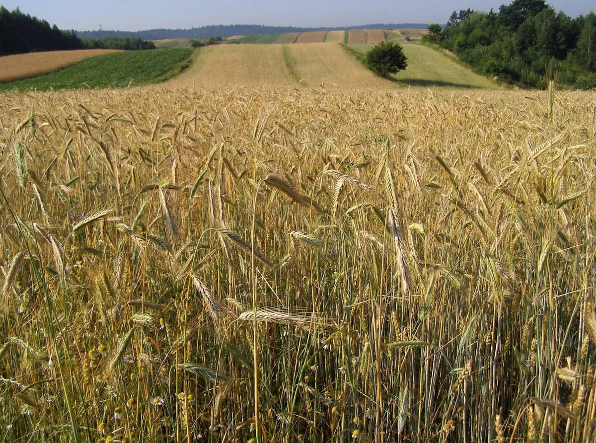 Zdjęcie poglądowe
