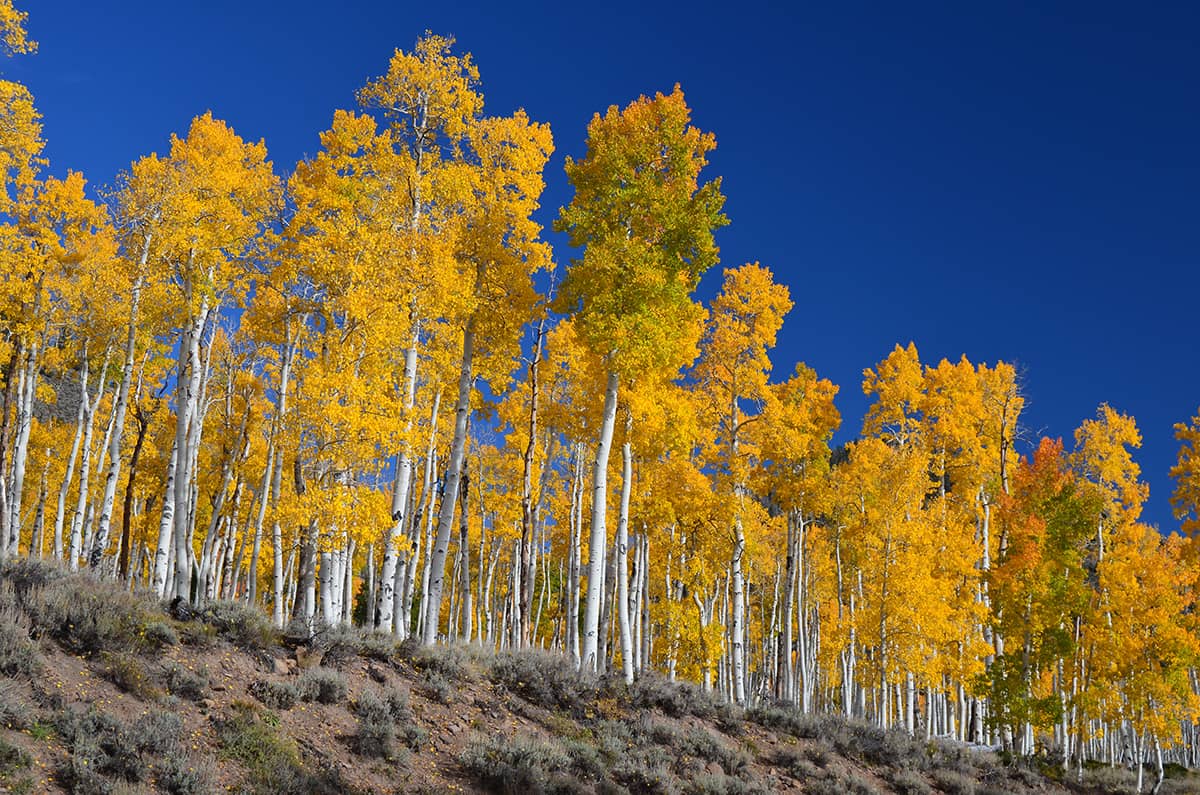 Pando /Fot. Wikimedia Commons

