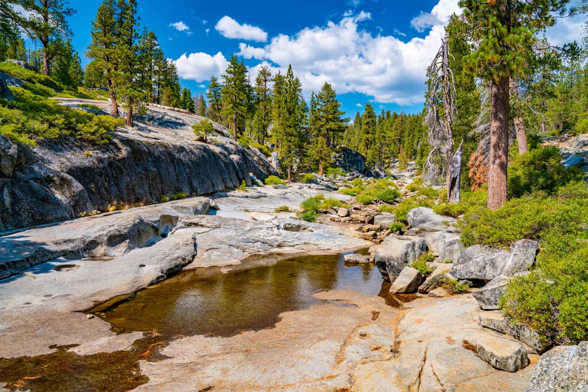 Rosomak został dostrzeżony w Parku Narodowym Yosemite /Fot. Freepik
