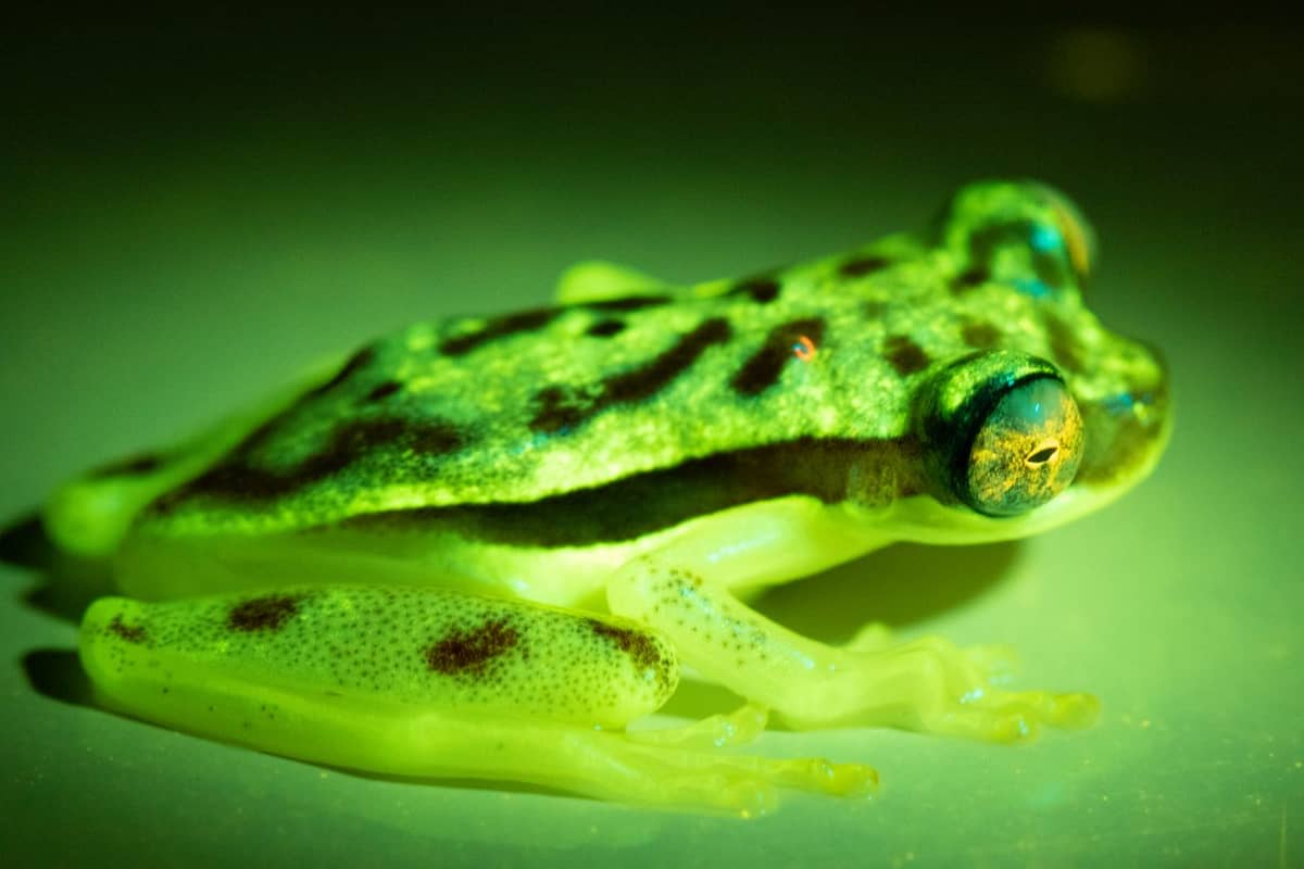 Żaby mogą reemitować światło &#8211; tu Dendropsophus rhodopeplus /Fot. Santiago Ron, Florida State University
