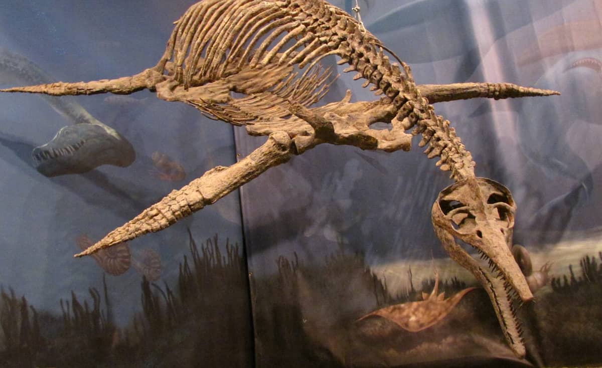 Plezjozaur / źródło: Wikimedia Commons, CC BY 2.0

