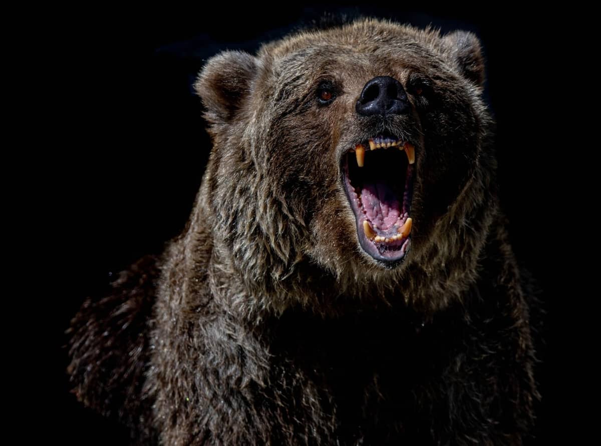 Grizzly &#8211; zdjęcie poglądowe /Fot. Unsplash
