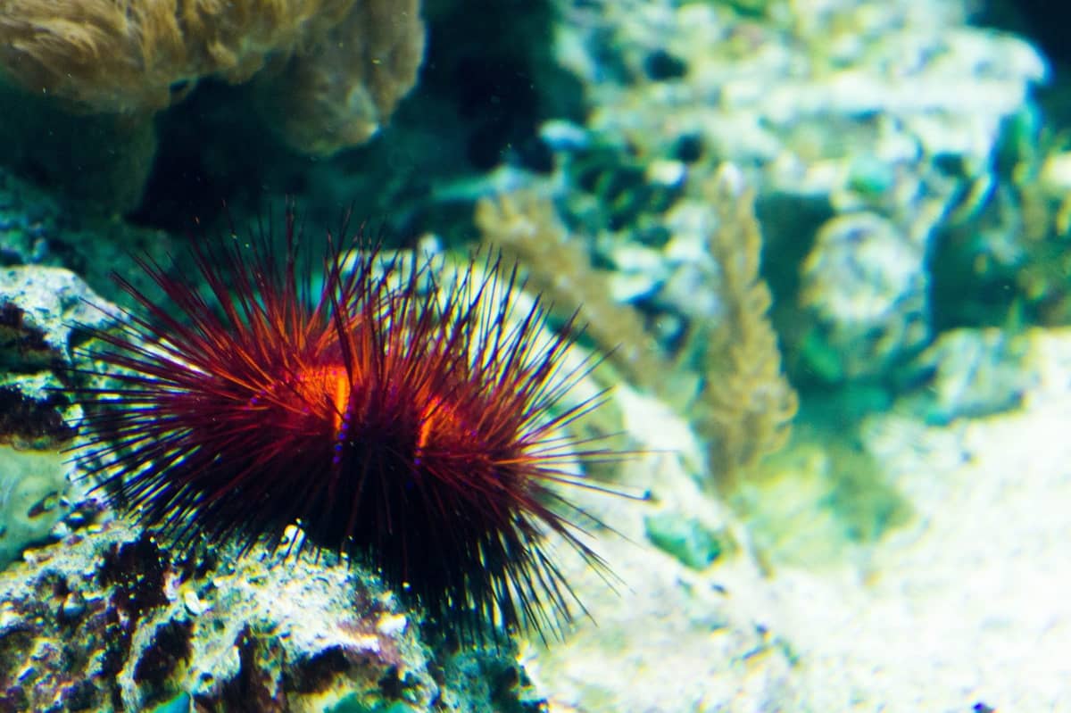 Zdjęcie poglądowe oceanu
