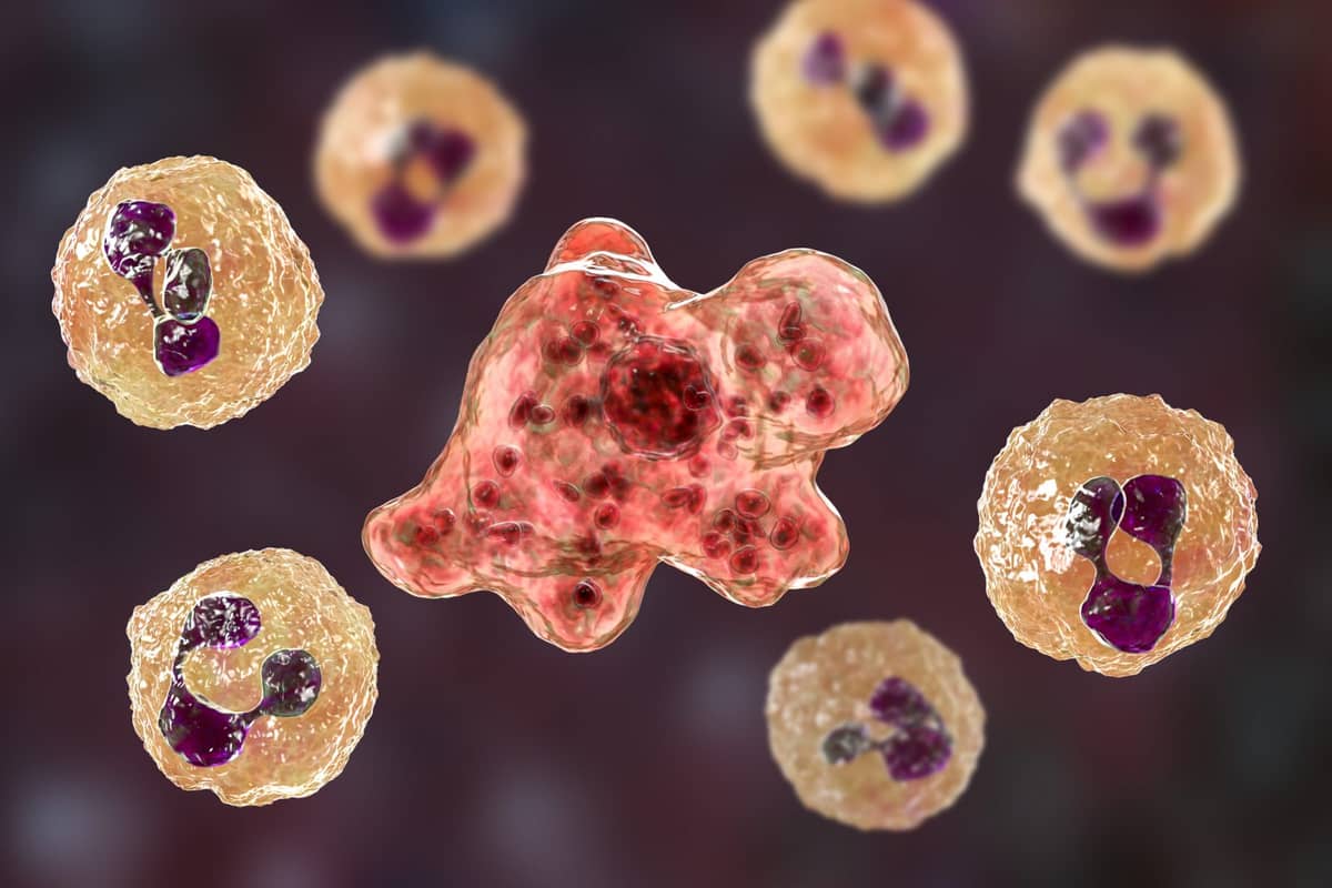 Naegleria fowleri
