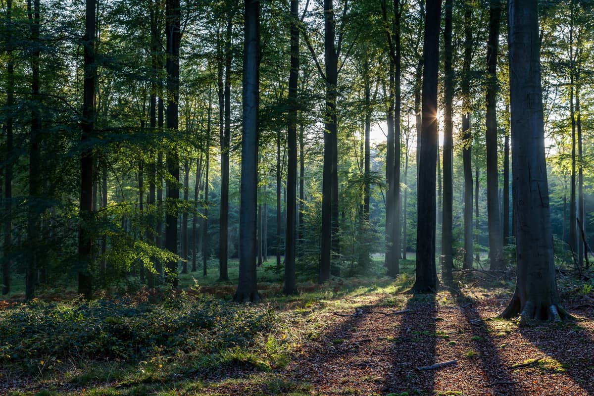 Oczyszczą głowę i poprawią odporność. “Kąpiele leśne” coraz popularniejsze w Polsce
