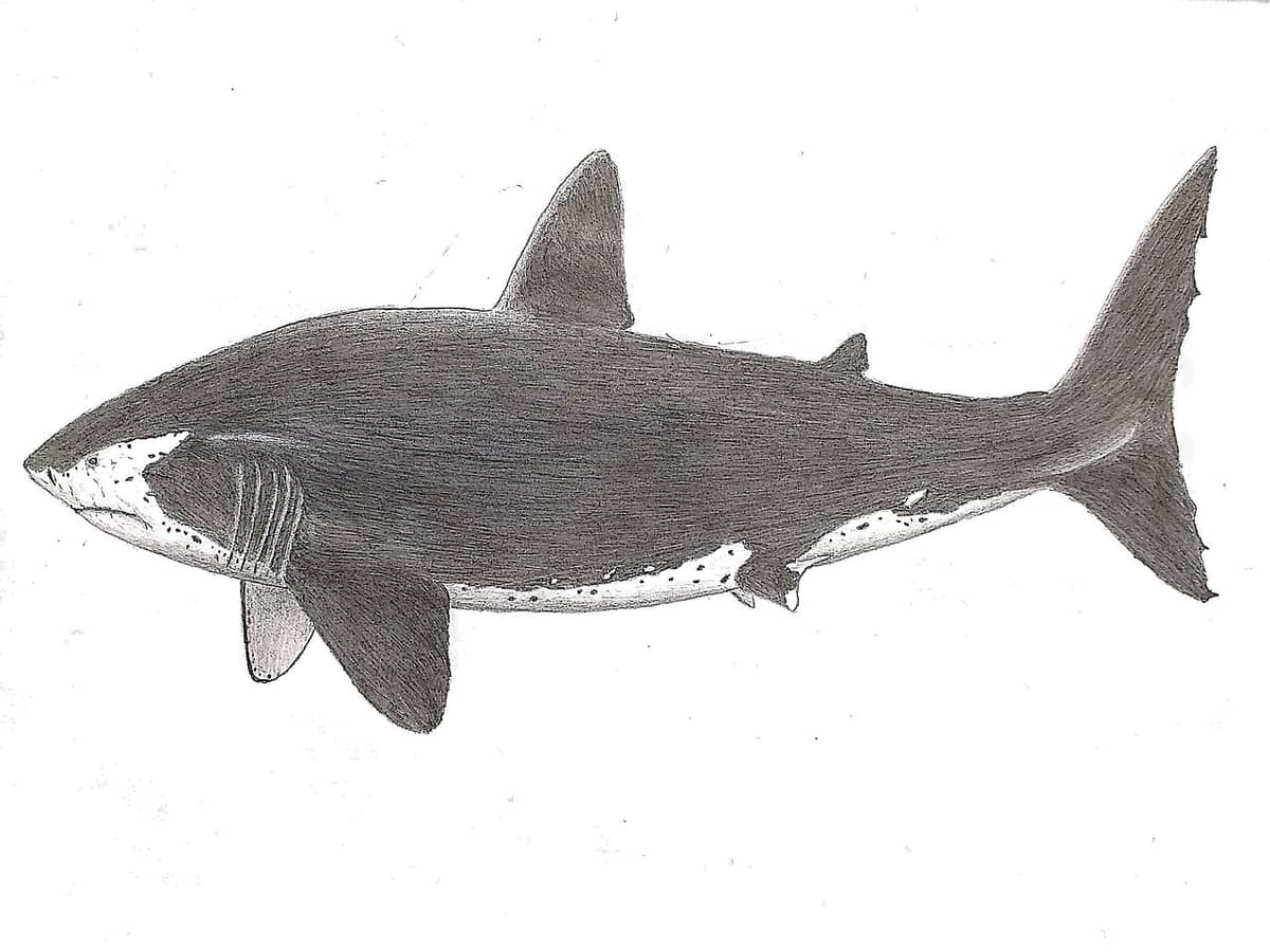 Megalodon siał postrach, ale to zwierzę mogło doprowadzić do jego wyginięcia