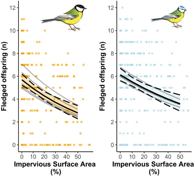 wpływ betonu na sukces lęgowy sikorek