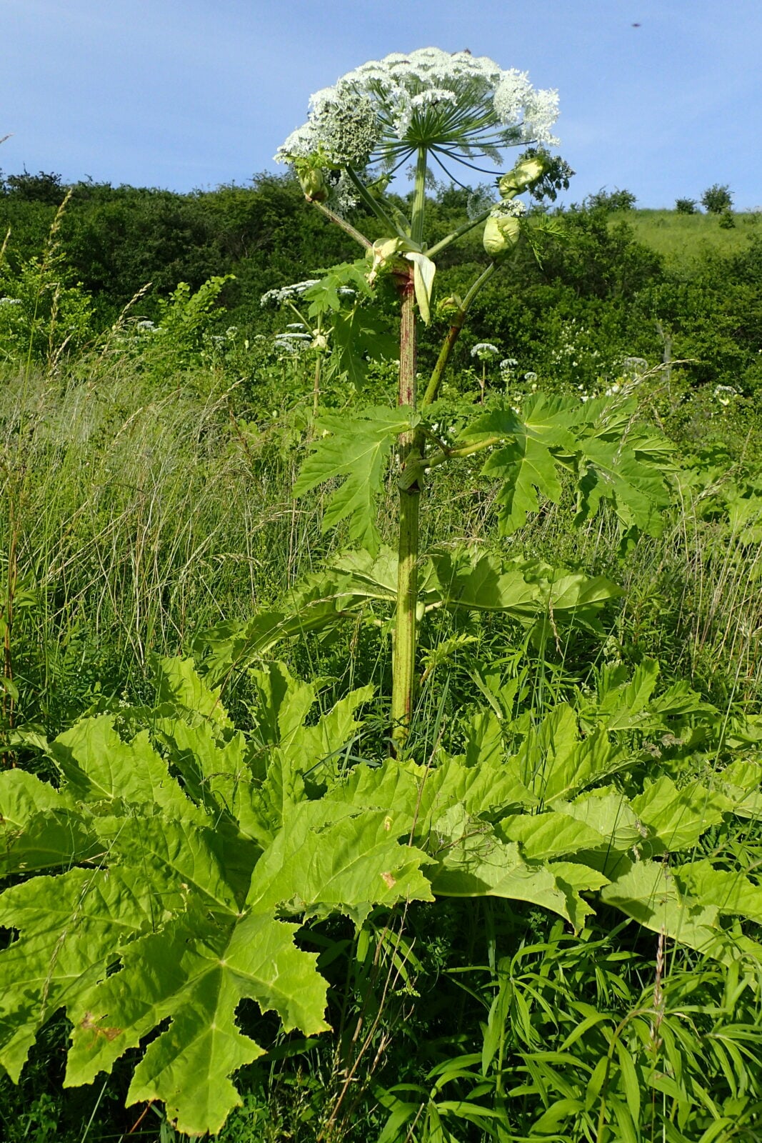 promieniowanie uv aktywuje toksyny barszczu sosnowskiego