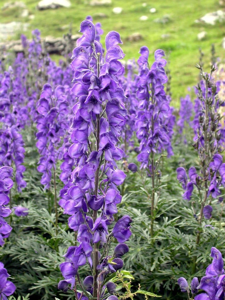 tojad mocny, Aconitum napellus
