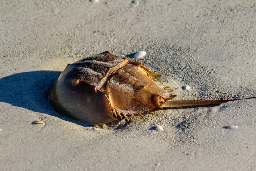 limulus-polyphemus