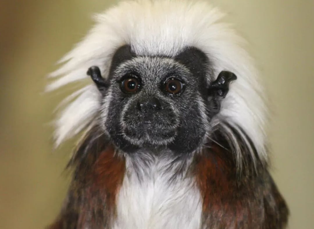 Tamaryny jak ludzie. Potrafią udawać lokalny „akcent”, by zjednać sobie inne małpy