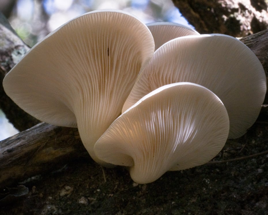 Grzyby potrafią się komunikować, a ich “mowa” jest zaskakująco podobna do ludzkiej