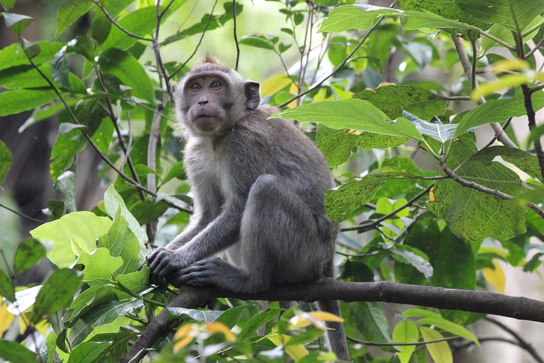 Chcesz odnieść sukces? Poszukaj znajomych. Małpy to potwierdzają