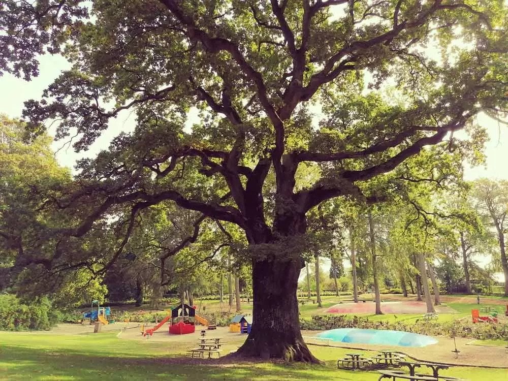 Drewno hodują w laboratorium. W ten sposób można chronić drzewa