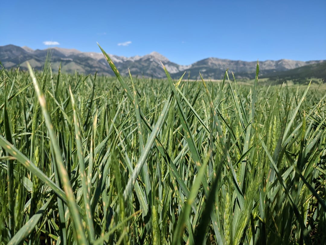 Jak rośliny reagują na dotyk i co za tym stoi?