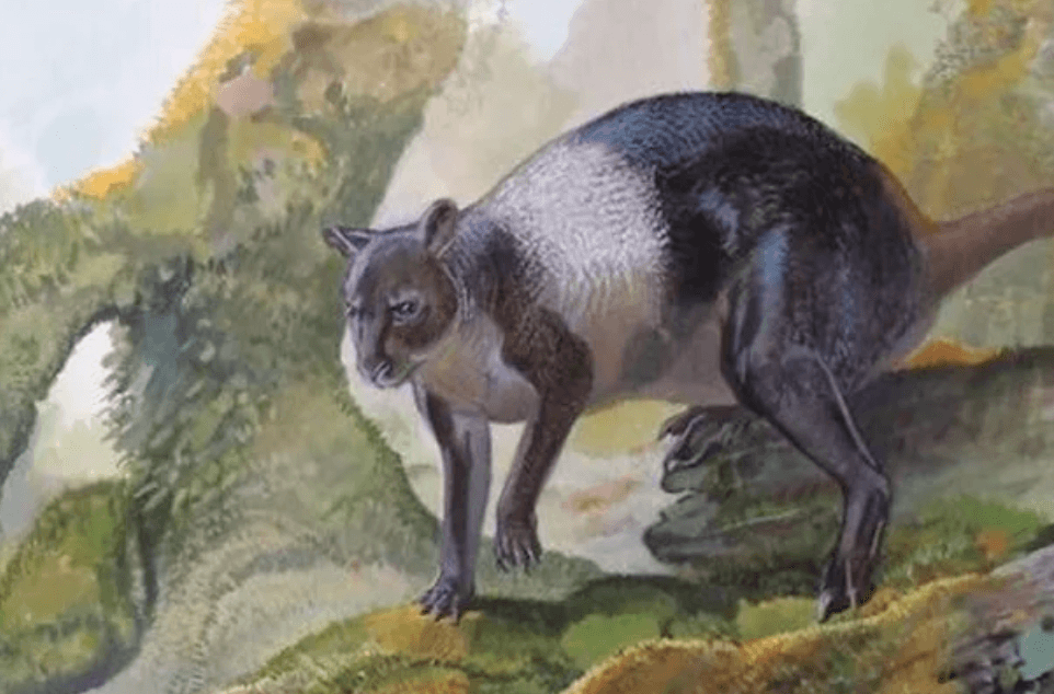 Nombre nombre – gigantyczny kangur z Nowej Gwinei sprzed 50 000 lat
