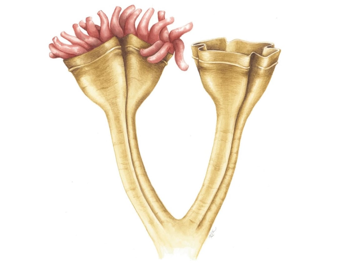 Oto najstarszy znany drapieżnik w królestwie zwierząt. Tak mógłby wyglądać kosmita