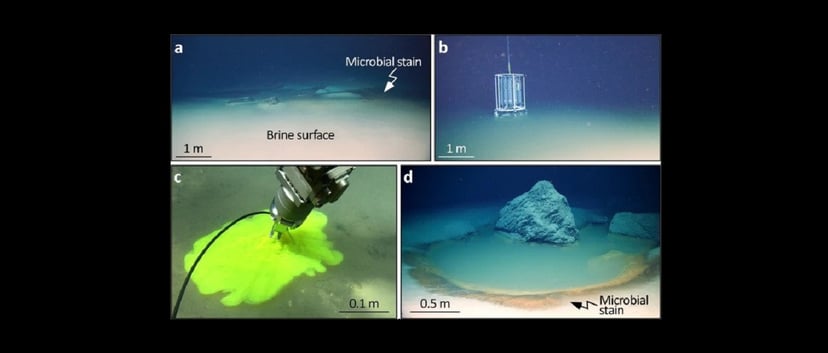Przy dnie czeka na nie śmiertelna pułapka. Morskie organizmy giną w ciągu kilku chwil