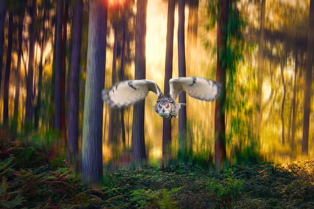 Sztuczne światło szkodzi dzikim zwierzętom. Czy można coś na to poradzić?