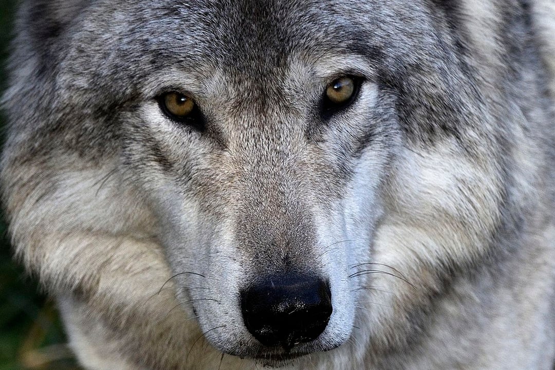 Czym żywiły się psy, które zostały udomowione tysiące lat temu?