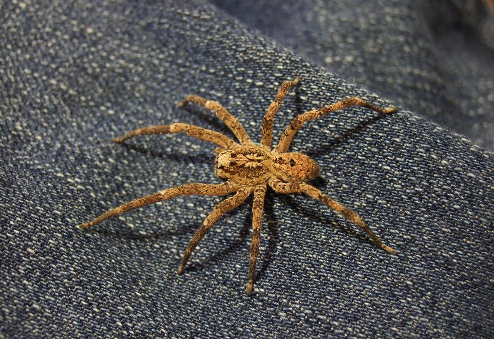 Pająk Nosferatu w Europie. Czy pojawi się w Polsce?