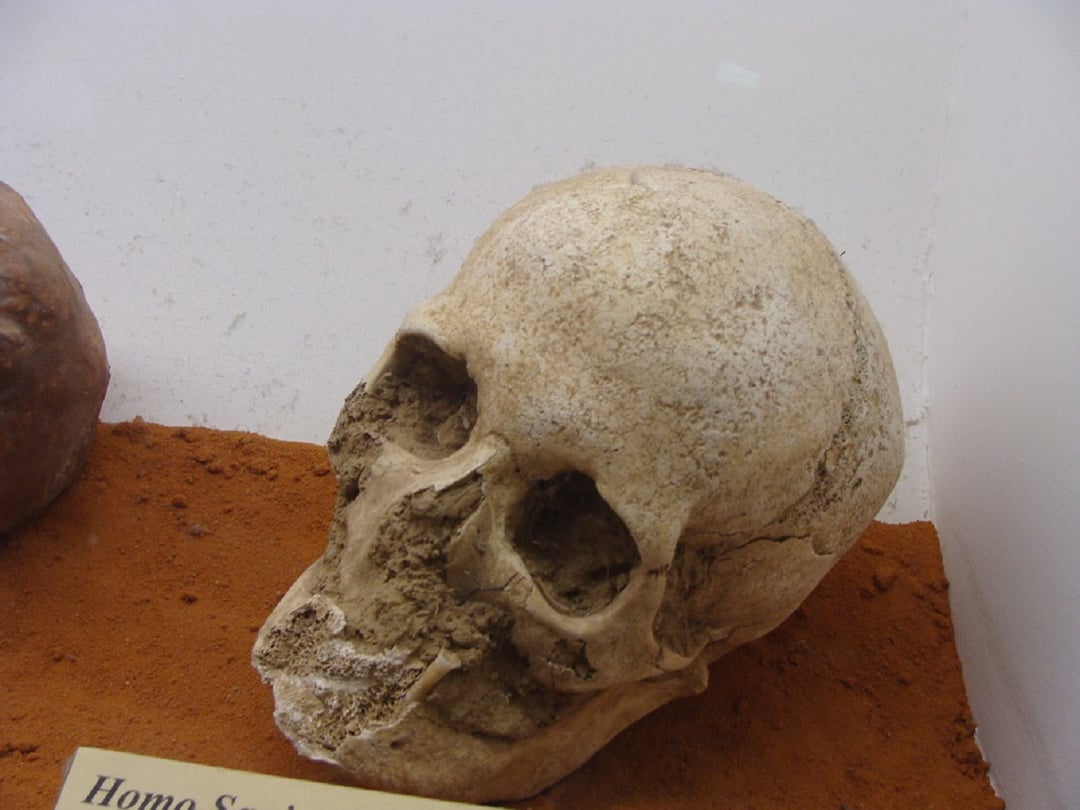 Biologia zaskakuje w tym jednym przypadku. Chodzi o kształt naszego mózgu