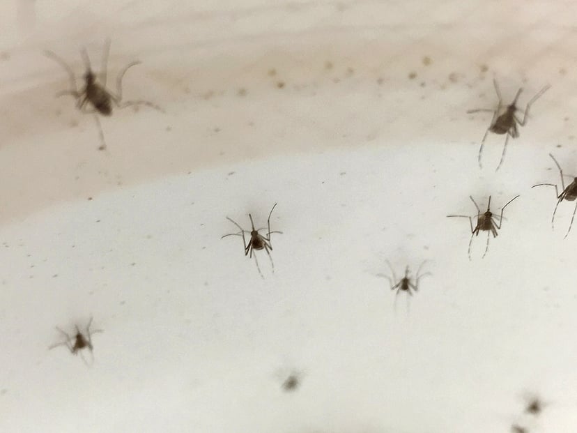 W jaki sposób komary są w stanie nas zlokalizować? Ich metoda zaskakuje