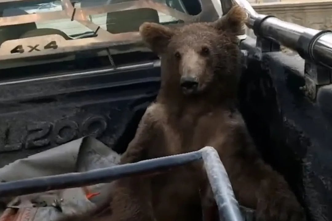 Niedźwiedź na haju, czyli jak weterynarze uratowali (nie)szczęśliwego misia