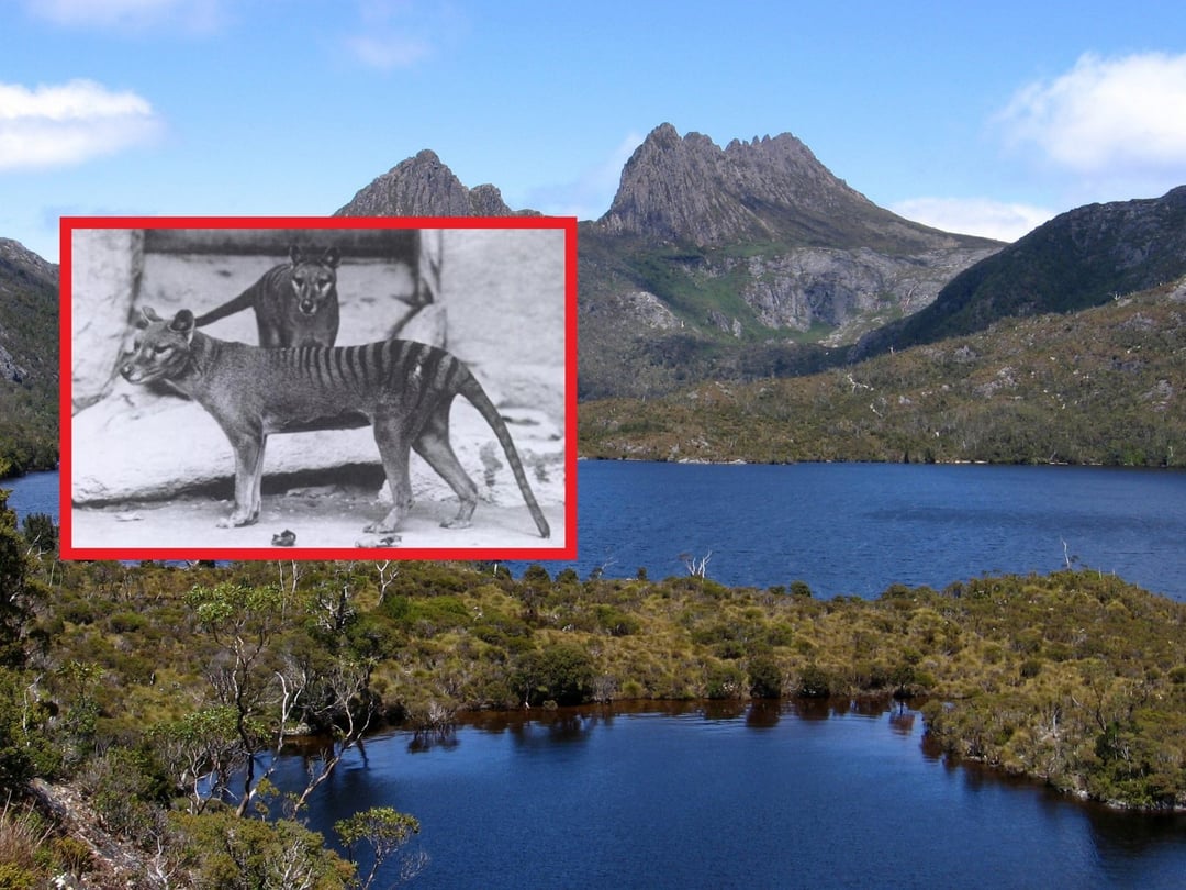 Zabawią się w „Park Jurajski”. Wymarły drapieżnik z Tasmanii zostanie przywrócony do życia! O jakie zwierzę chodzi?