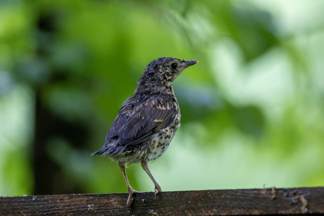 Huawei będzie podsłuchiwać! Zwierzaki w Puszczy Białowieskiej