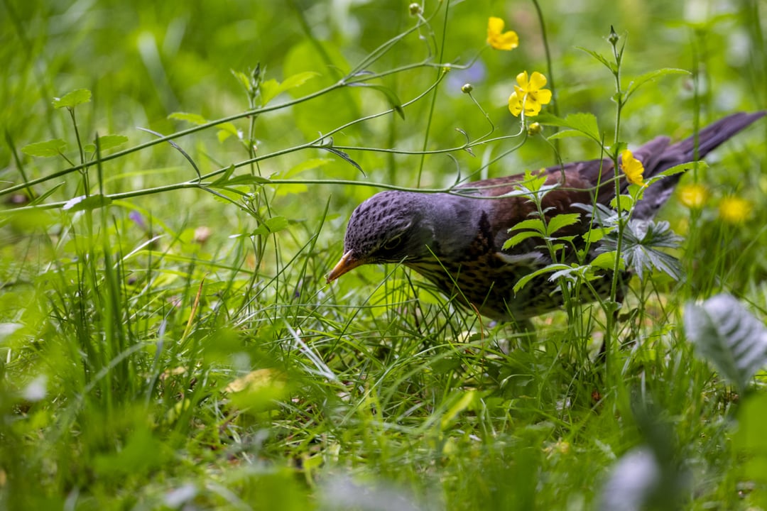 Posłuchaj Puszczy – strona już ruszyła i oferuje nam niezwykłe nagrania prosto z zakątków Puszczy Białowieskiej