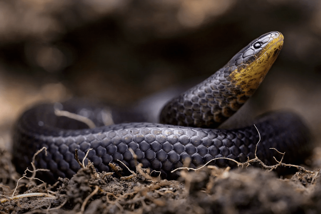 Odkryto węże nieznane nauce. Nikt nie spodziewał się znaleźć ich w tym miejscu
