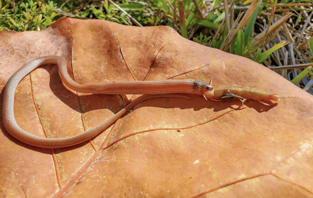 Chciał się najeść, a skończyło się tragicznie. Najrzadszy wąż Ameryki Północnej ofiarą